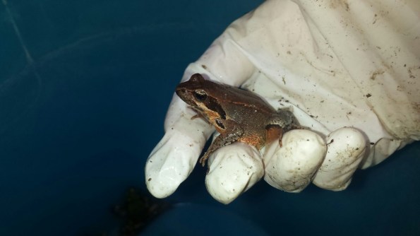 Colli Euganei, Rana di Lataste (foto Beatrice Zambolin)