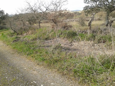 Ploaghe, Cantarisone, stato delle campagne dopo la bonifica ambientale (marzo 2016)