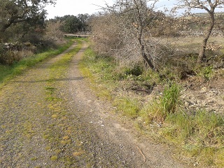 Ploaghe, Cantarisone, stato delle campagne dopo la bonifica ambientale (marzo 2016)