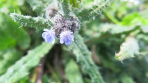 Anchusa Sardoa