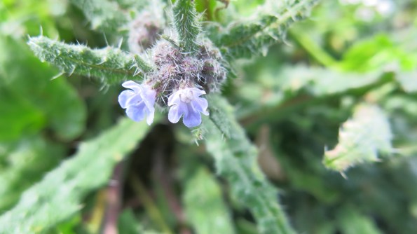 Anchusa Sardoa
