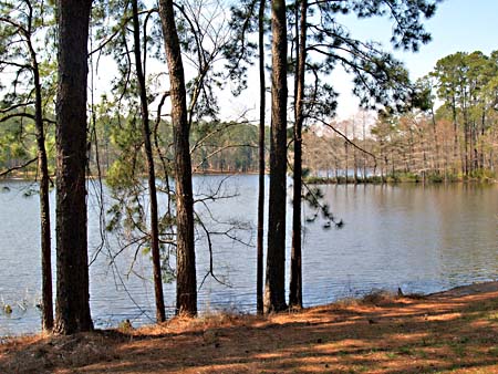 U.S.A., Texas, David Crockett National Forest (foto www.austinchronicle.com)