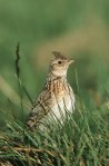 Allodola (Alauda arvensis)