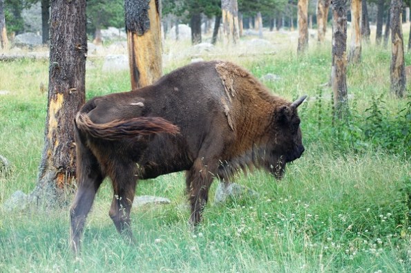 Bisonte europeo (Bison bonasus)