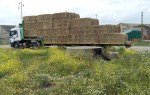 camion di foraggio per i cavallini della&nbsp;Giara