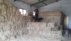 foraggio custodito per i Cavallini della Giara