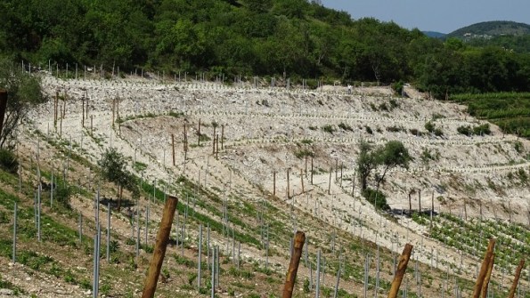 Vegro di Monte Cecilia, Baone, vigneto di nuovo impianto