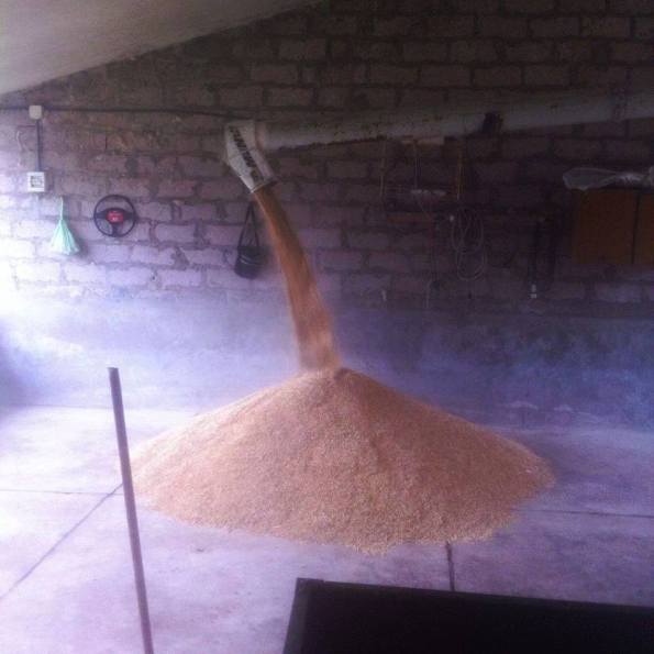 avena per i Cavallini della Giara