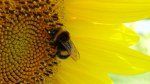 Bombo (gen. Bombus) su Girasole