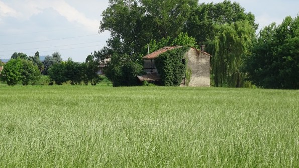 campo di Loietto italico (foraggera), buono per la fauna selvatica