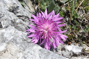 Centaurea Montis Borlae