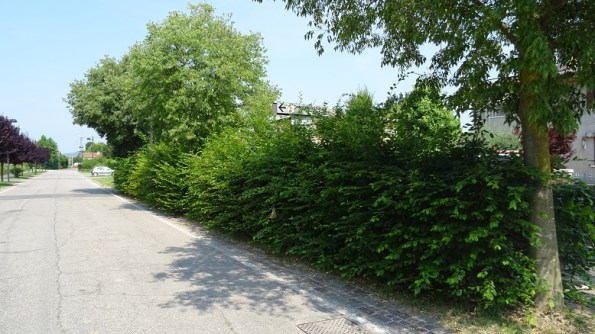 Via Borgo S. Maria a S. Maria di Veggiano, la siepe di Carpino prima del taglio