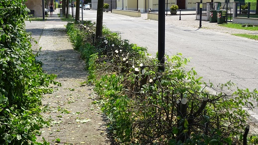 Via Borgo S. Maria a S. Maria di Veggiano, la siepe di Carpino dopo il taglio
