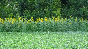 fascia di Girasoli ai margini di un campo di Soia, utile per la presenza di insetti e avifauna selvatica