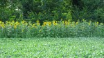 fascia di Girasoli ai margini di un campo di Soia,