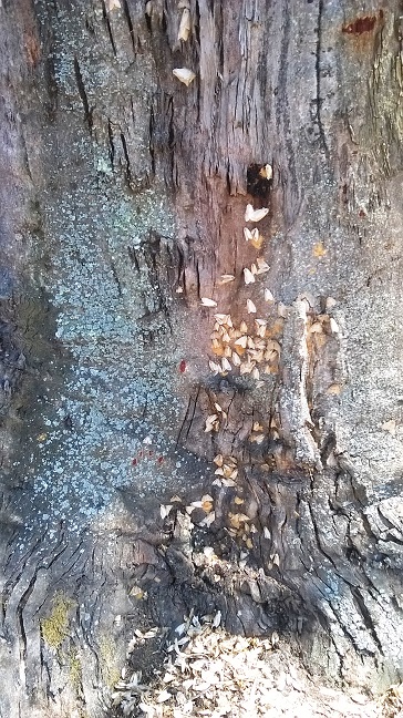 Lymantria dispar su un tronco d'albero