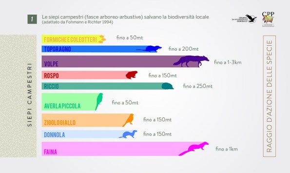 siepi campestri e biodiversità