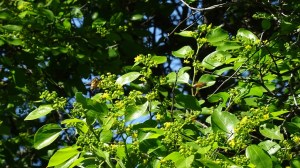 siepe di Marruca (Paliurus spina-christi)