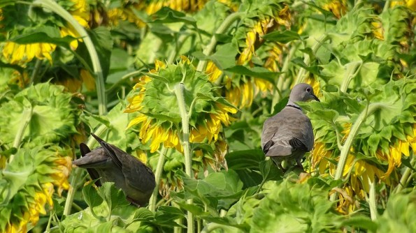 Tortore dal collare (Streptopelia decaocto) fra i Girasoli