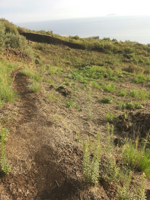 Isola di Stromboli, Ginostra, vegetazione al settembre 2015
