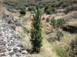 Isola di Stromboli, Ginostra, piantumazione di alberi (Roverella, Pino, Bouganvillea) nell’alveo del Torrente Vestio (giugno&nbsp;2016)