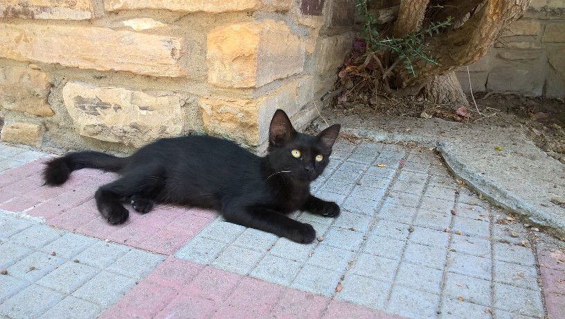 Gattina nera cerca casa!