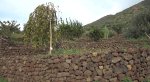 Isola di Stromboli, Ginostra, piantumazione di alberi di varie specie su terrazzamenti recenti (giugno 2016)