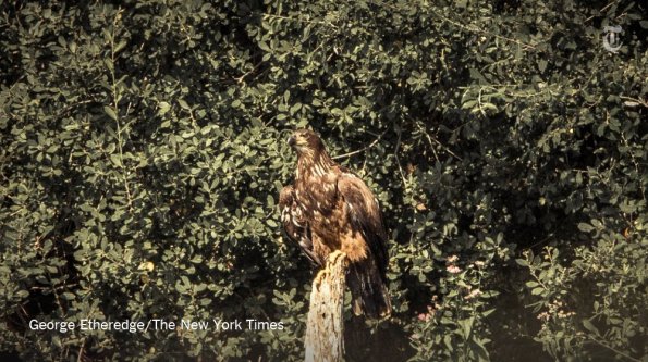 New York, giovane Aquila di mare dalla testa bianca
