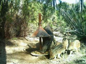 BOS (Boar-Operated-System) per la contraccezione temporanea della fauna selvatica (foto Corriere Nazionale)