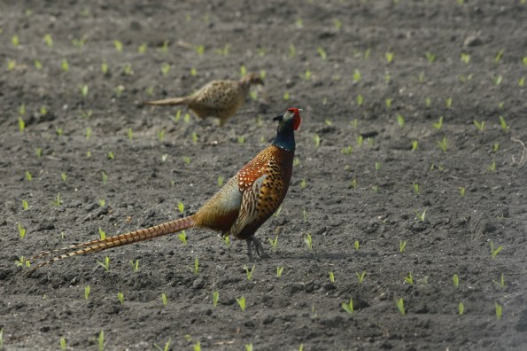 Fagiano (Phasianus colchicus, foto Bottazzo)