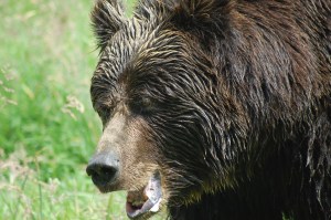 Orso bruno (Ursus arctos)