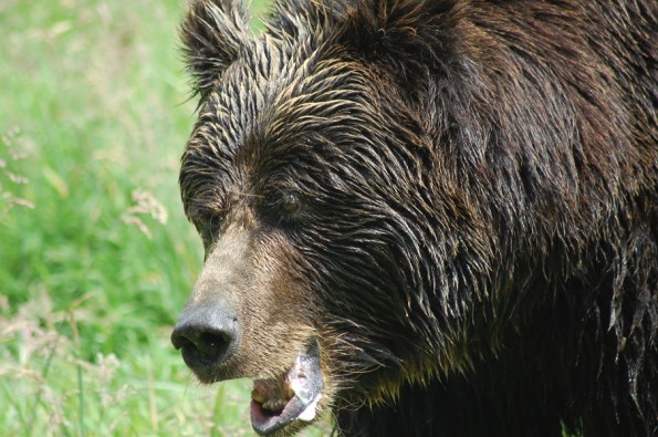 Orso bruno (Ursus arctos)
