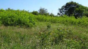 Colli Euganei, Tra Arquà Petrarca e Baone, avanzata di robinia e ailanto sul vegro del Monte Cecilia