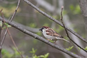 passera-ditalia-bottazzo_compresso