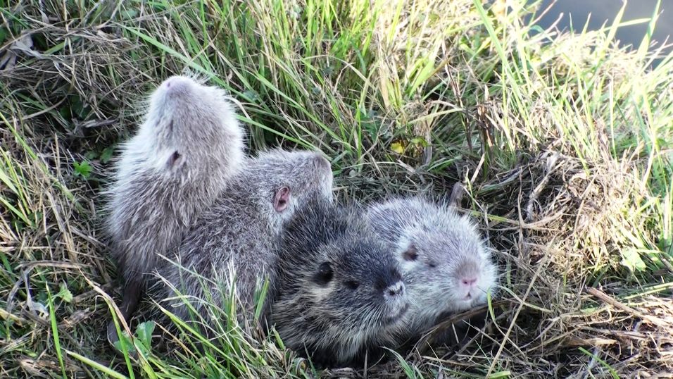 piccoli di Nutria (Myocastor Coypus)