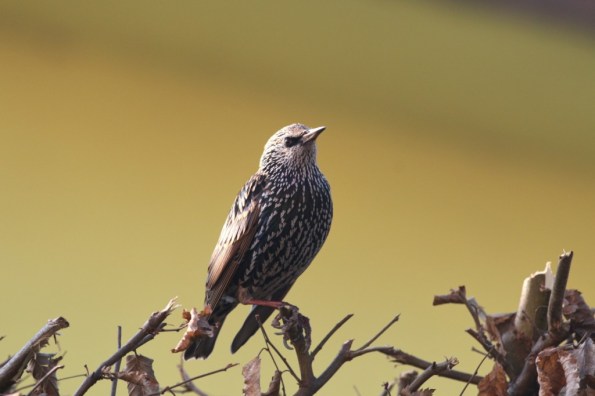 storno-bottazzo_compresso