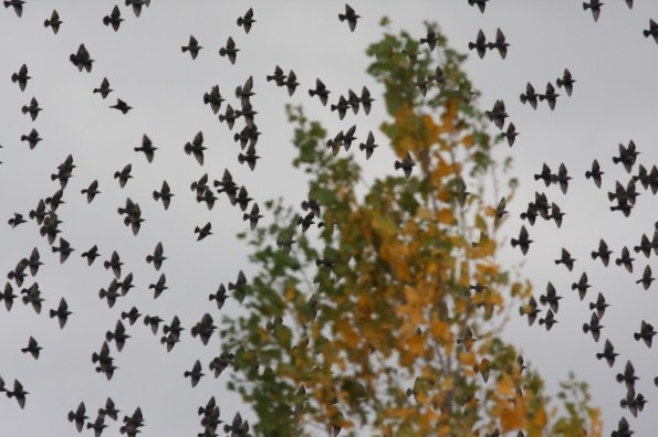 stormo di Storni (Sturnus vulgaris, foto S.Bottazzo)