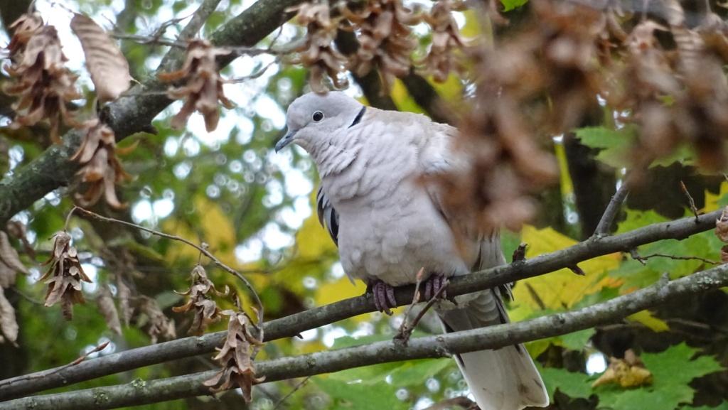 Tortora dal collare (Streptopelia decaocto , foto S. Bottazzo)