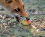 volpe-frutta-foto-s-vaccher