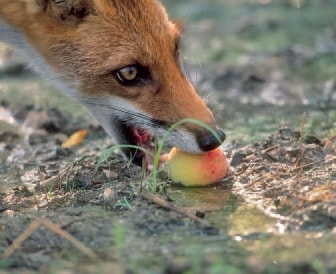 Volpe che mangia una pesca (foto S. Vaccher). Tratto da Colombi D., Roppa F., Mutinelli F., Zanetti M., 2009. La Volpe. Aspetti ecologici, biologici e gestionali in Friuli Venezia Giulia. Regione Autonoma Friuli Venezia Giulia, Udine: 1-36.