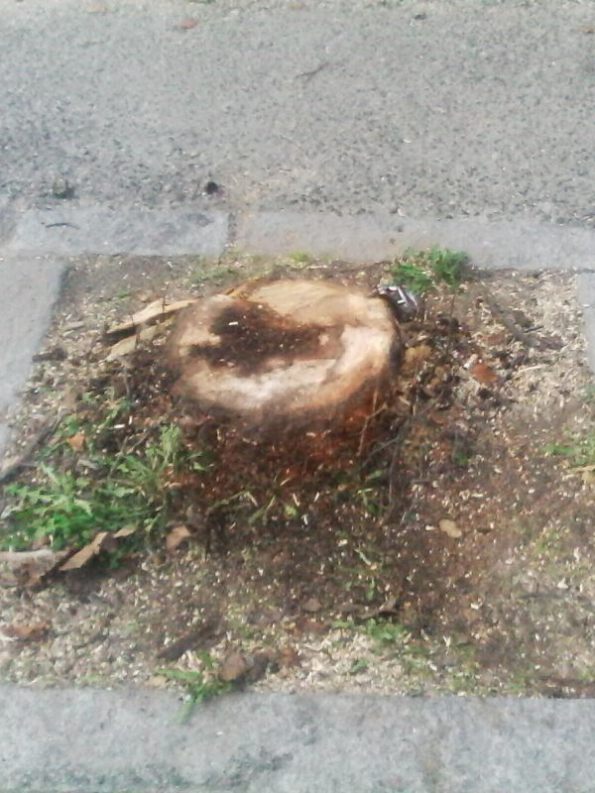 Nuoro, Viale Sardegna, albero tagliato (dicembre 2016)