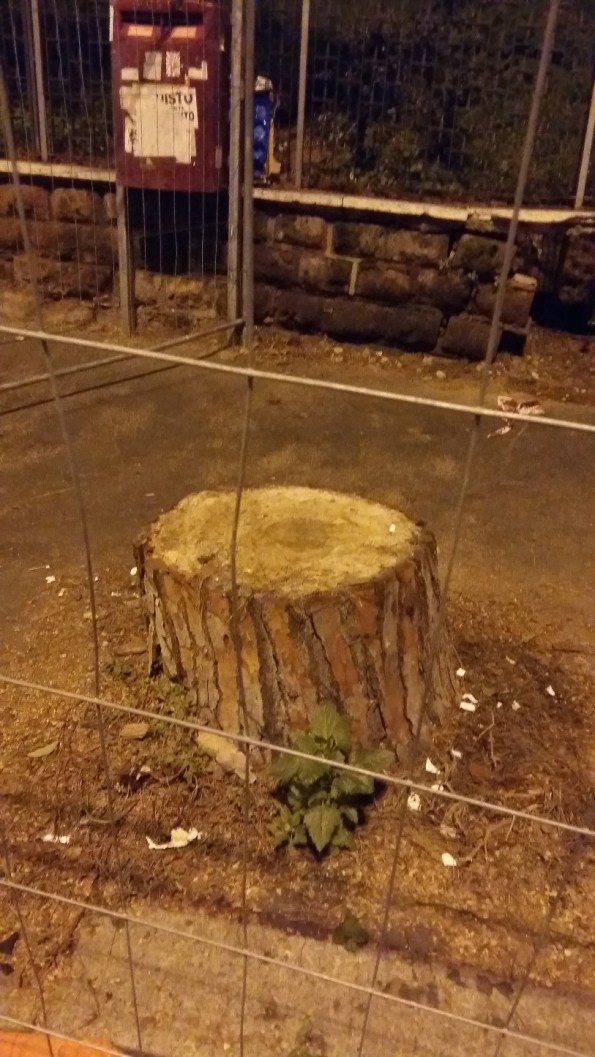 copia-di-roma-piazza-della-balduina-pino-tagliato-dicembre-2016