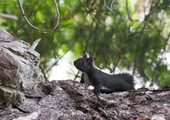 Scoiattolo meridionale (Sciurus meridionalis)