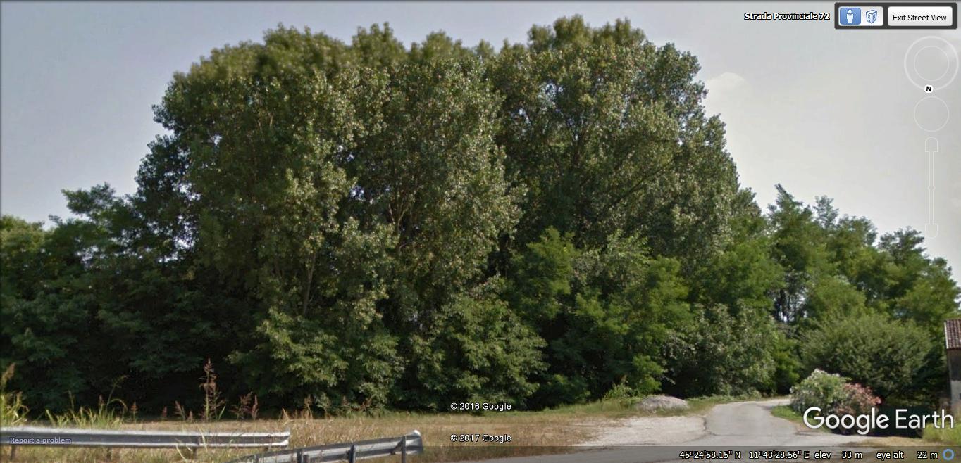 Pioppi Via Molini (SP 72)_Trambacche di Veggiano PD_PRIMA