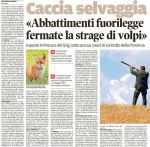 Mattino_2017-07-21_Caccia selvaggia alla volpe esposto&nbsp;GRIG_1