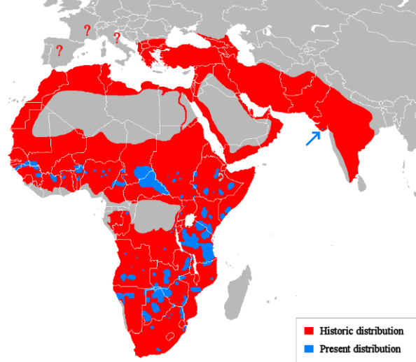 Lion_distribution