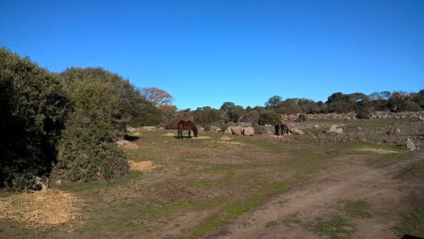 Giara, Cavallini al pascolo con foraggio distribuito per emergenza siccità