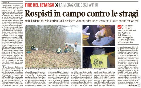 Mattino_2018-02-02_Colli migrazione rospi mobilitazone volontari