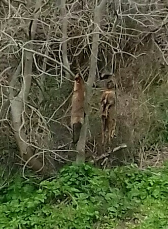 Osilo, Volpi impiccate, 18 feb. 2018