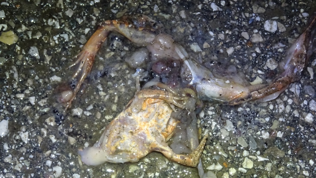 rana di Lataste, minacciate di estinzione, uccisa su strada (31 gennaio 2018) a Valsanzibio, Comune di Galzignano Terme